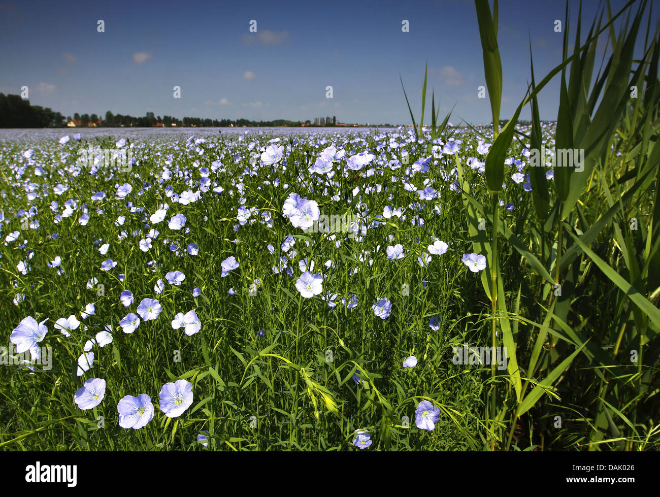 Flax fields hires stock photography and images Alamy