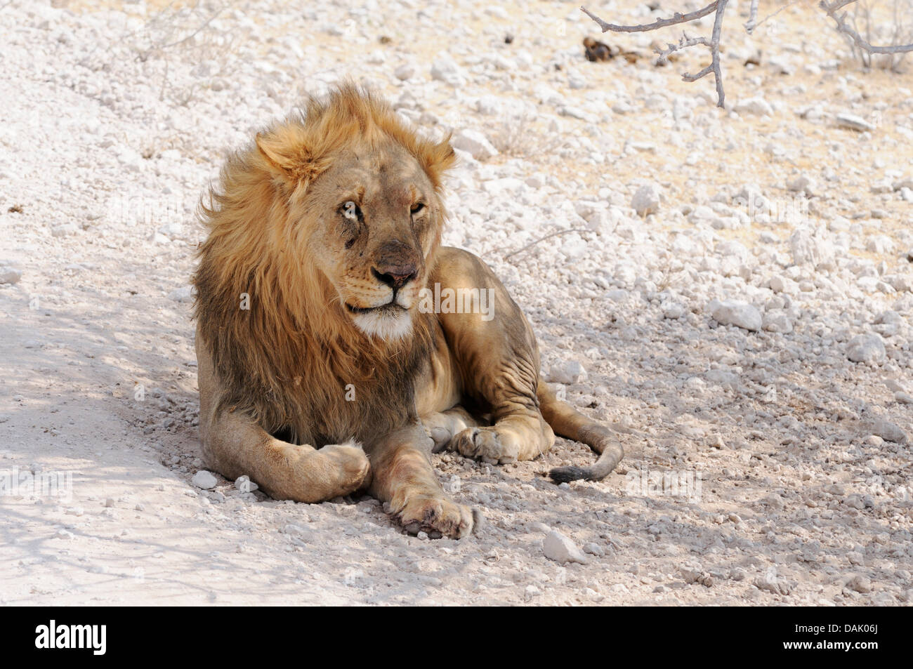 Male lion full frontal hi-res stock photography and images - Alamy