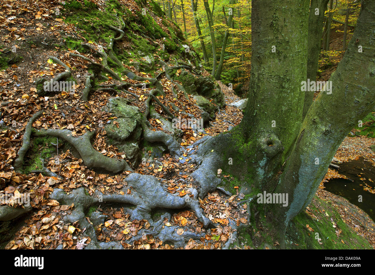 common hornbeam, European hornbeam (Carpinus betulus), roots at a slope