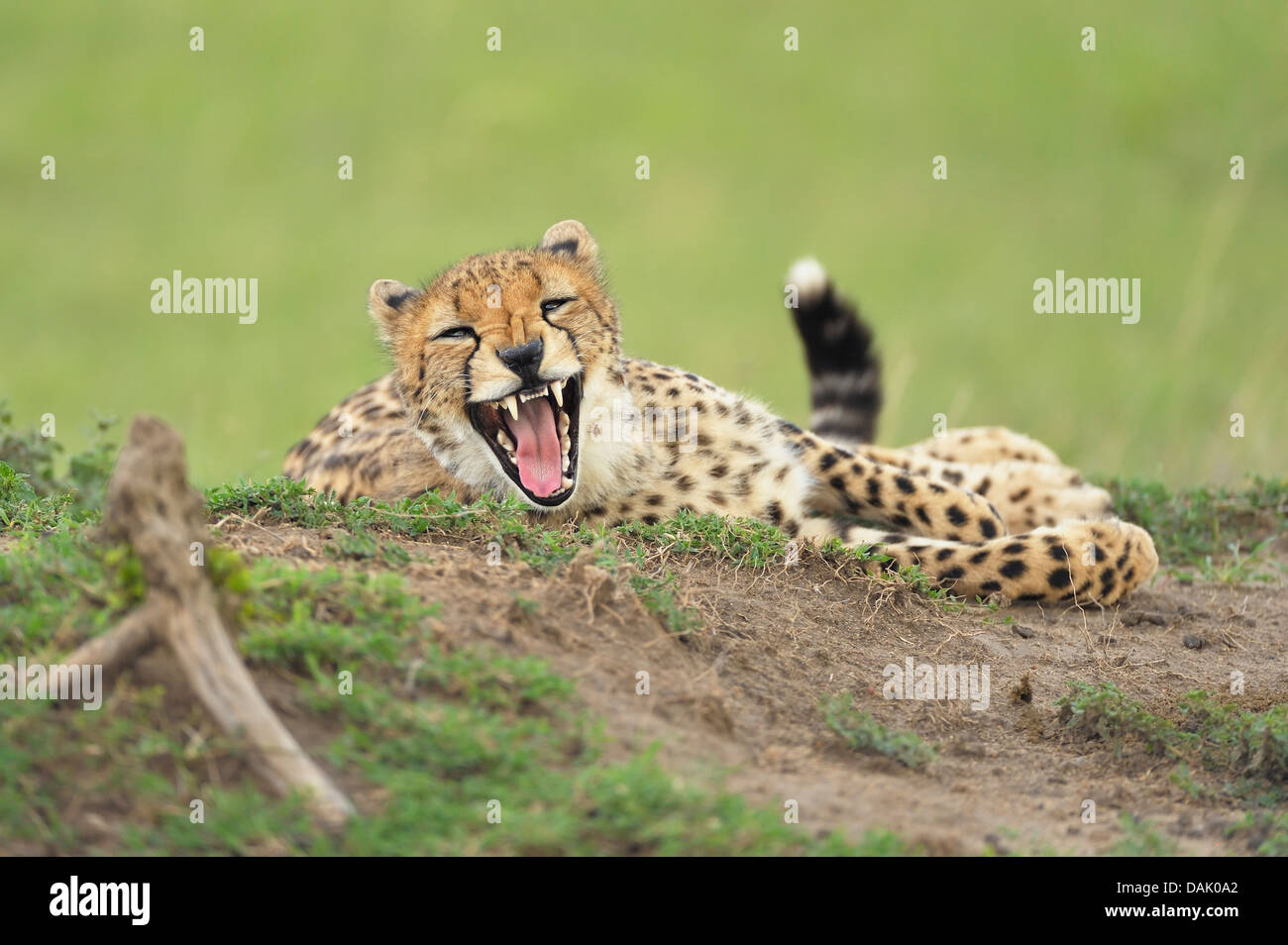 Cheetah (Acinonyx jubatus) yawning on a termite mound Stock Photo