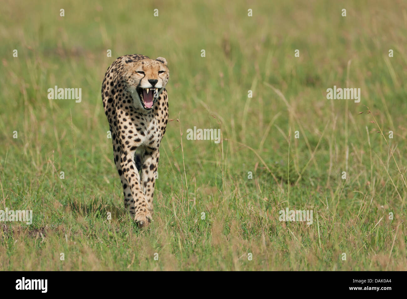 Running, yawning Cheetah (Acinonyx jubatus) Stock Photo