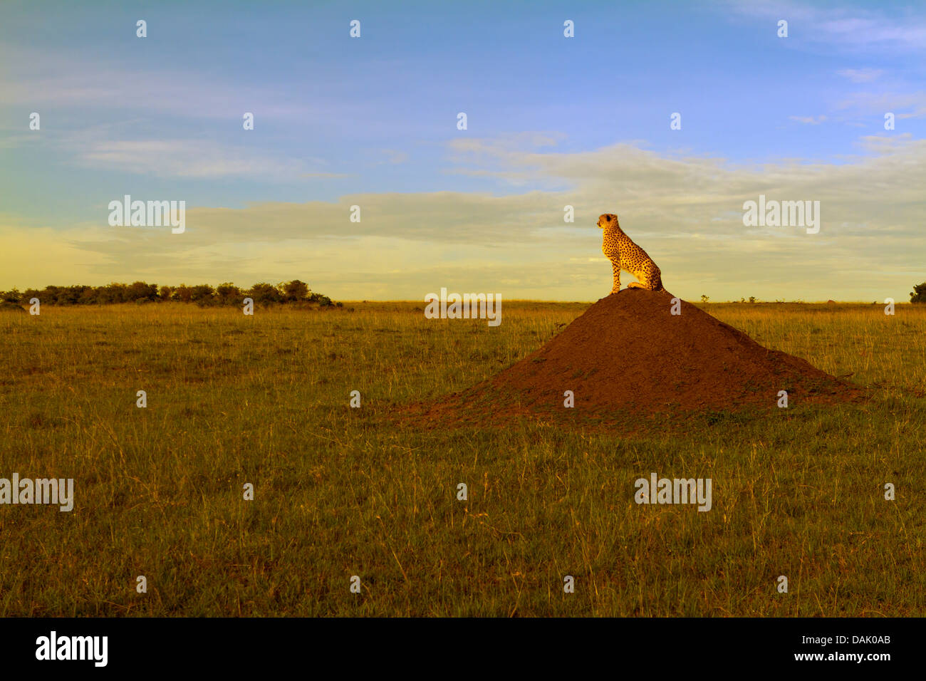 Cheetah (Acinonyx jubatus) sitting on a termite mound in the evening light Stock Photo
