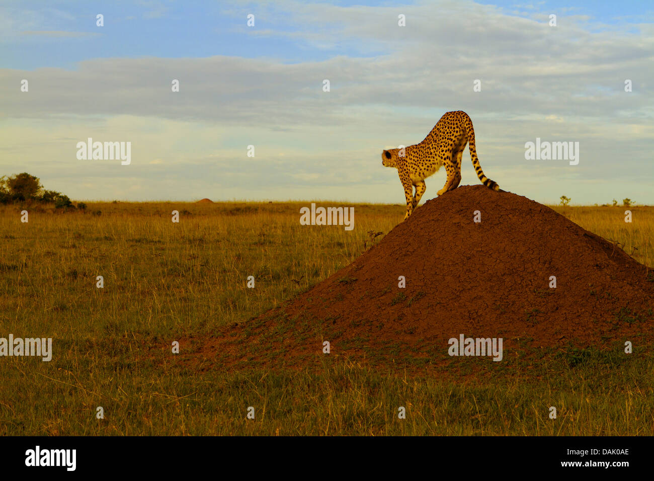 Cheetah (Acinonyx jubatus) stretching on a termite mound in the evening light Stock Photo