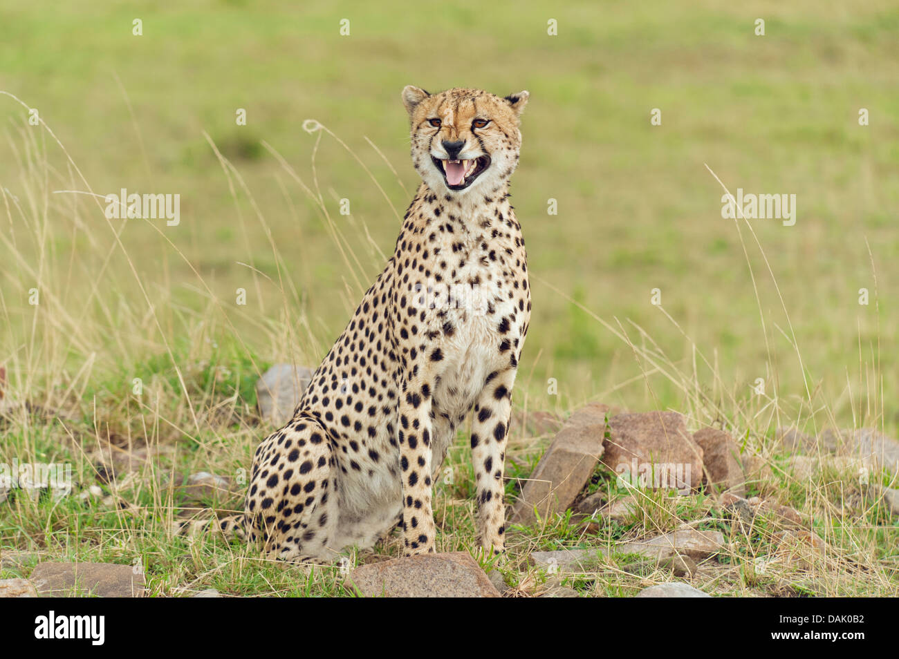 Cheetah (Acinonyx jubatus) calling Stock Photo