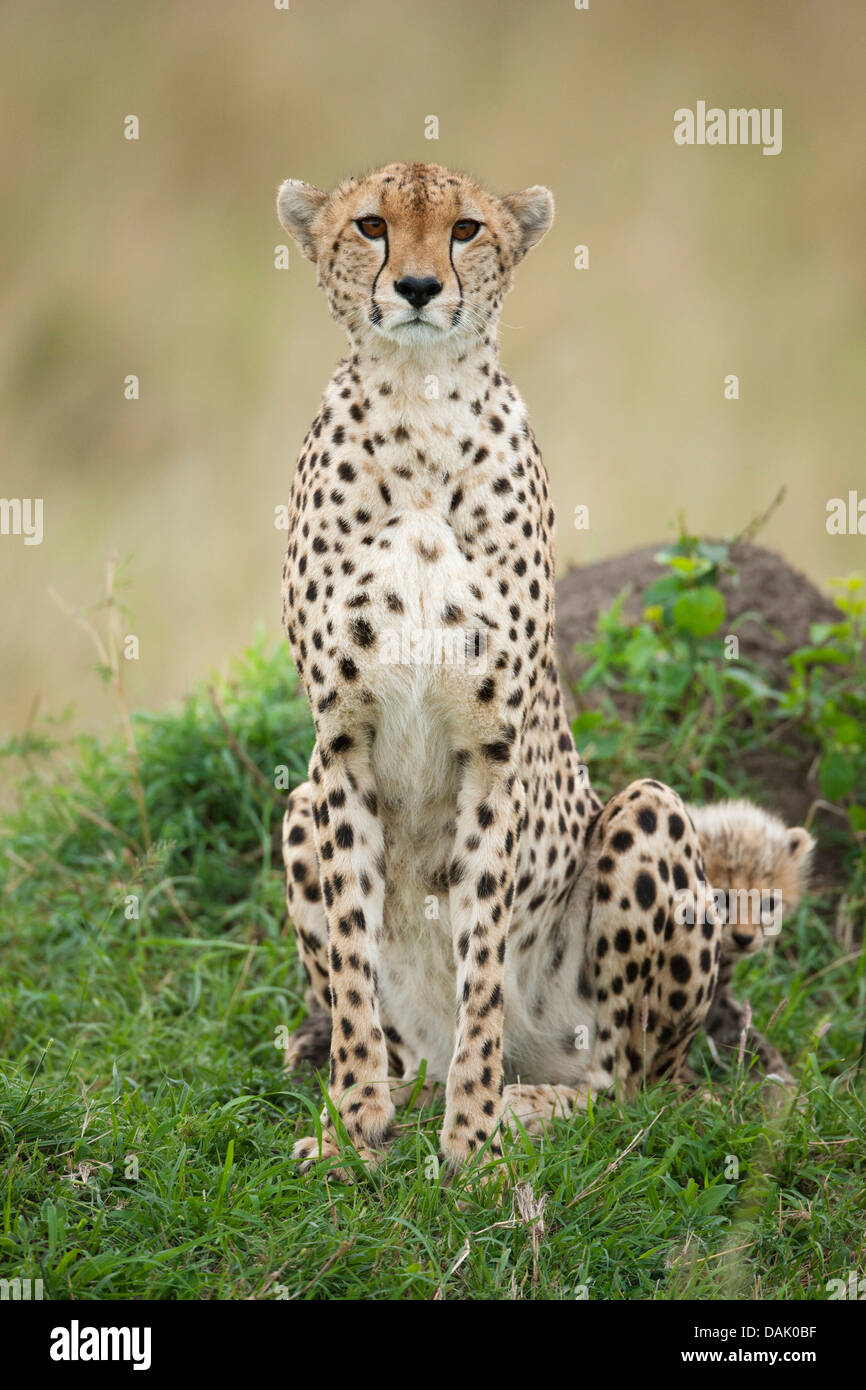 Cheetahs (Acinonyx jubatus), female with cub, several weeks Stock Photo