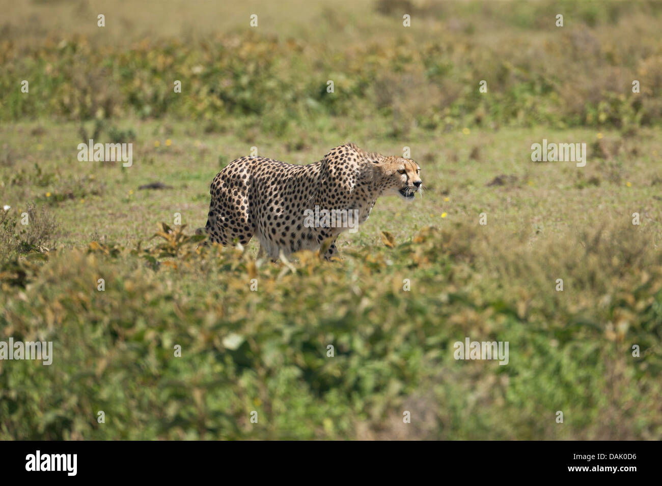 Cheetah (Acinonyx jubatus) with tense muscles, focused on prey Stock Photo