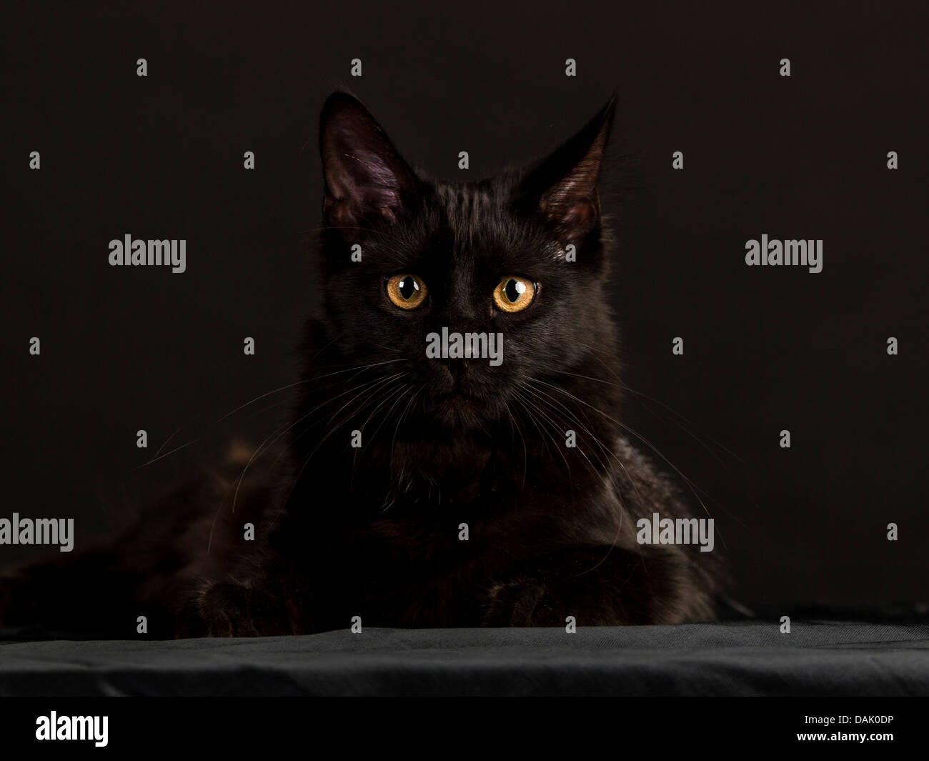Black Main Coon cat against black Stock Photo