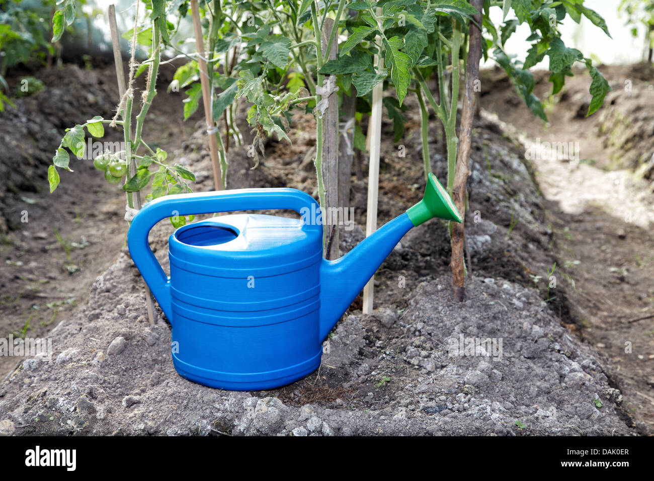 Watering can in a hothouse with tomatoes Stock Photo