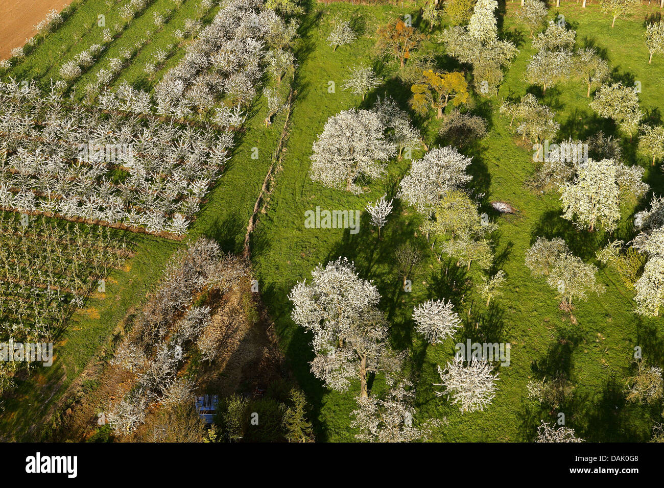 apple orchard and cherry orchard, Belgium Stock Photo