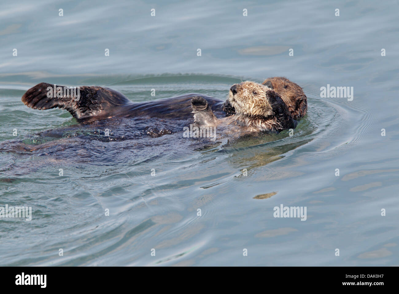 Californian Sea Otter Stock Photo
