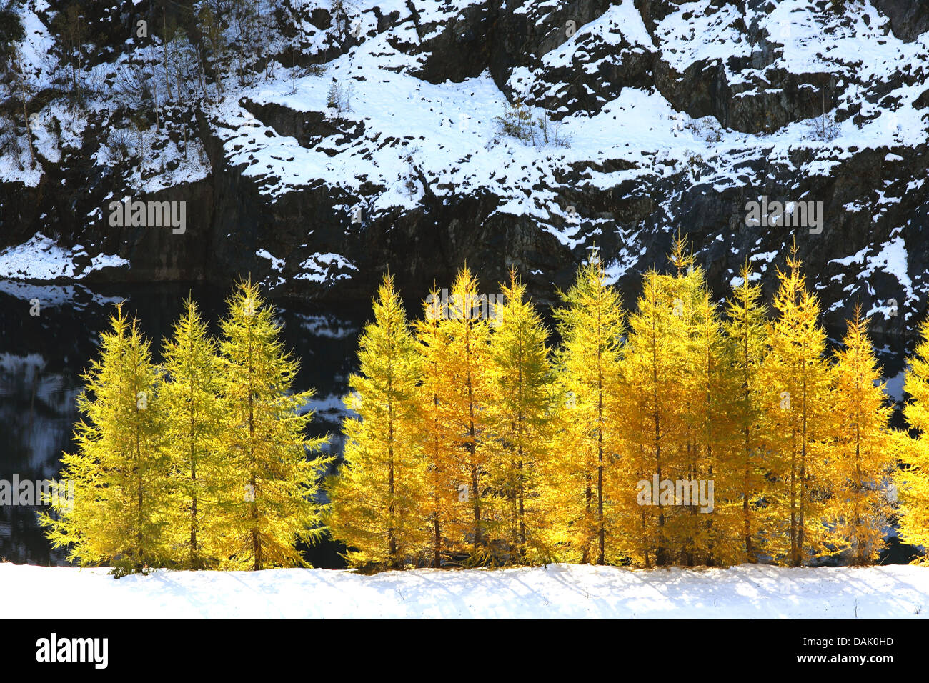 common larch, European larch (Larix decidua, Larix europaea), grove in front of snow-covered rock wall at the Ailefroide, France, Vallouise, Col d'Arsine Stock Photo