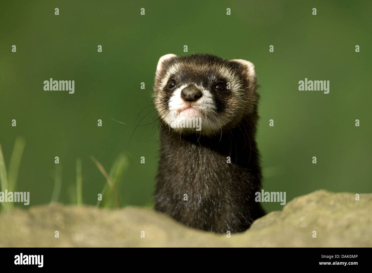 European polecat (Mustela putorius), looking out from behind a stone, Belgium Stock Photo