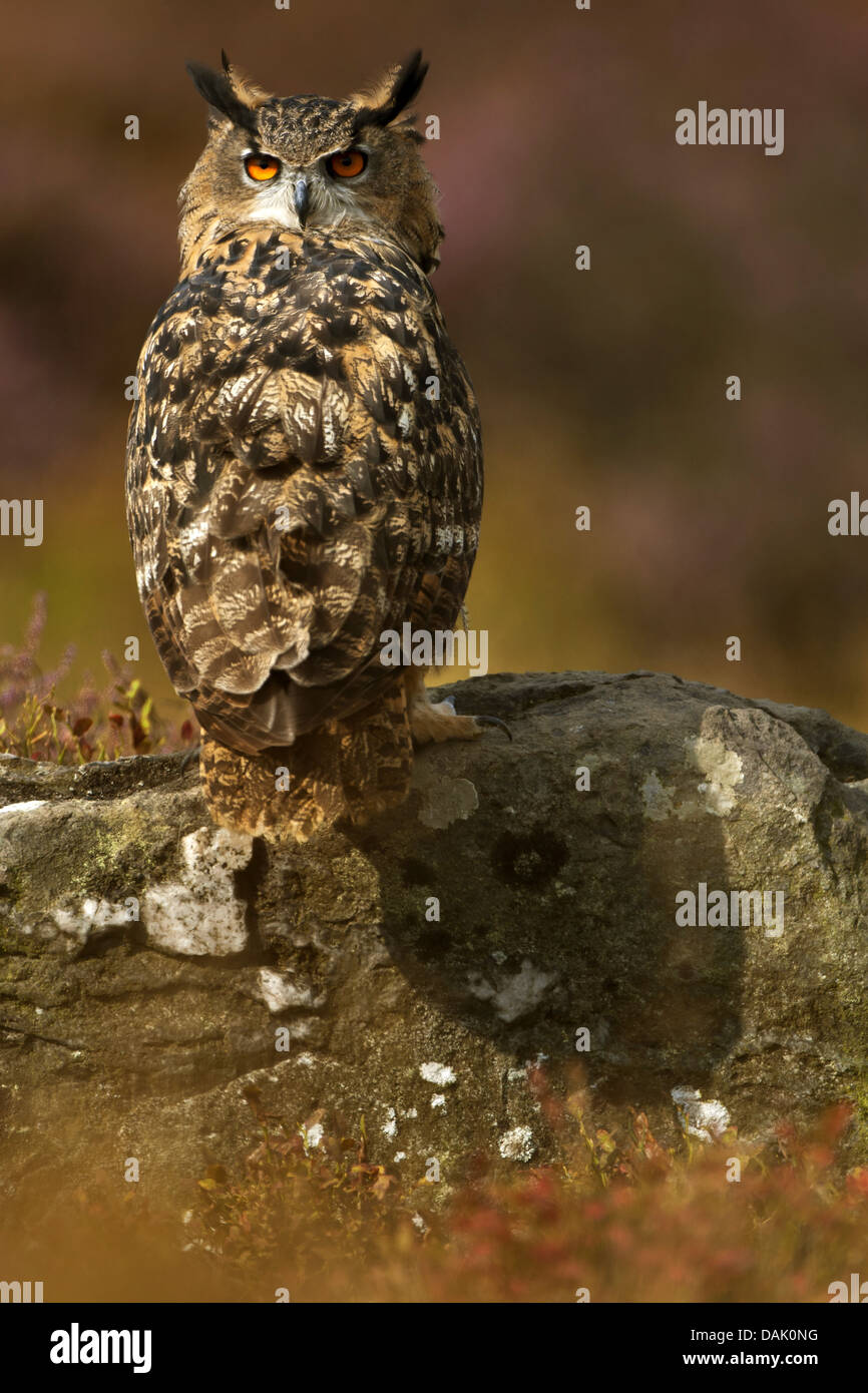 northern eagle owl (Bubo bubo), standing on a stone, Belgium Stock Photo