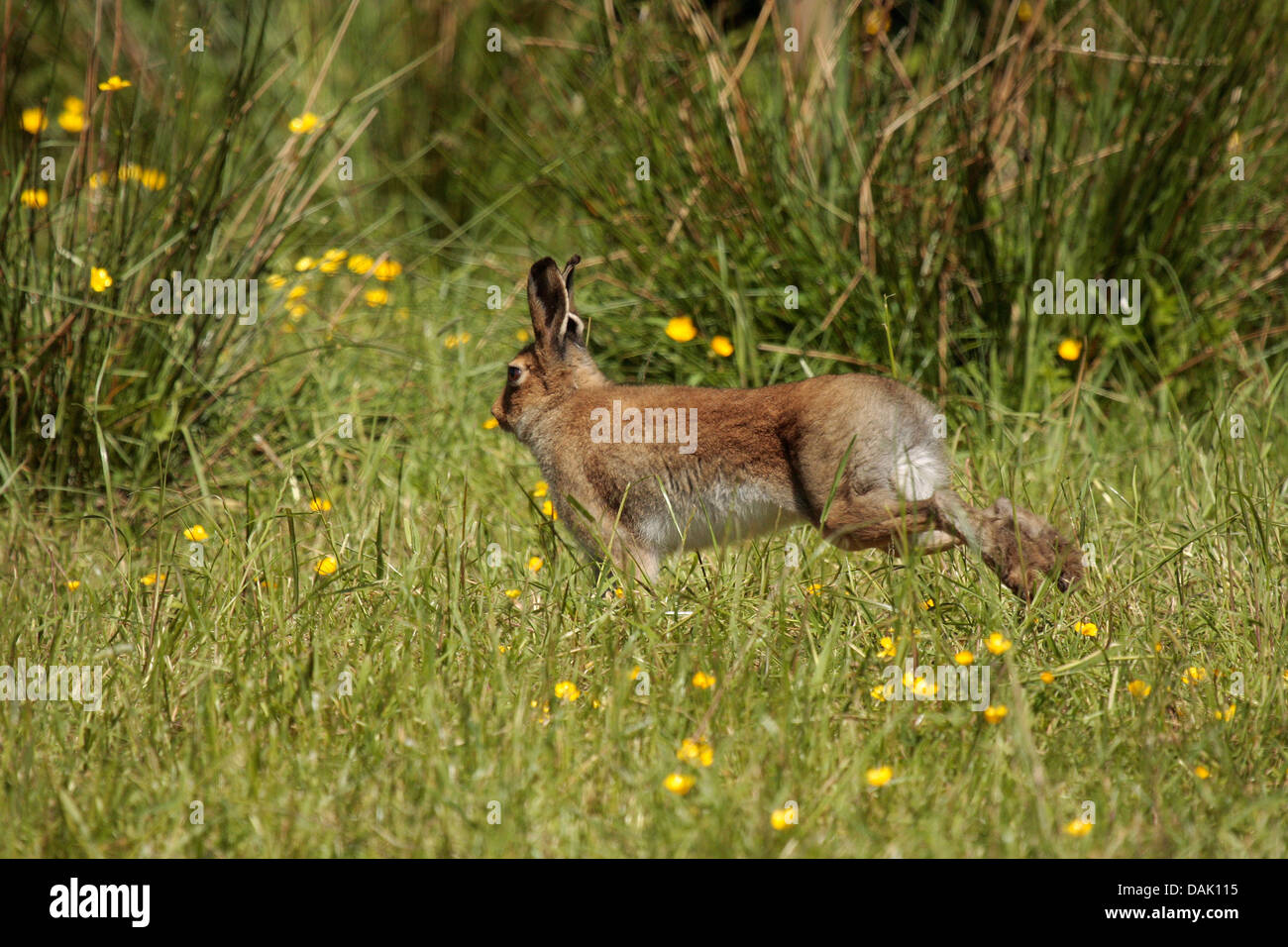 Irish Hare on the run. Stock Photo