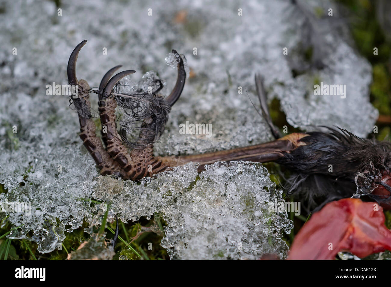 Dead hawk on ground hi-res stock photography and images - Alamy