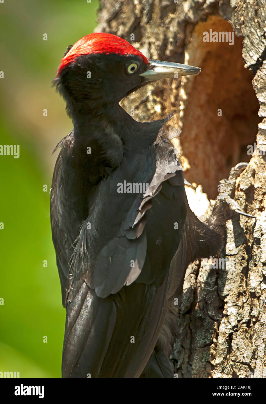 Black Woodpecker Dryocopus Martius Male At Breeding Cave Germany black-woodpecker-dryocopus-martius-male-at-breeding-cave-germany