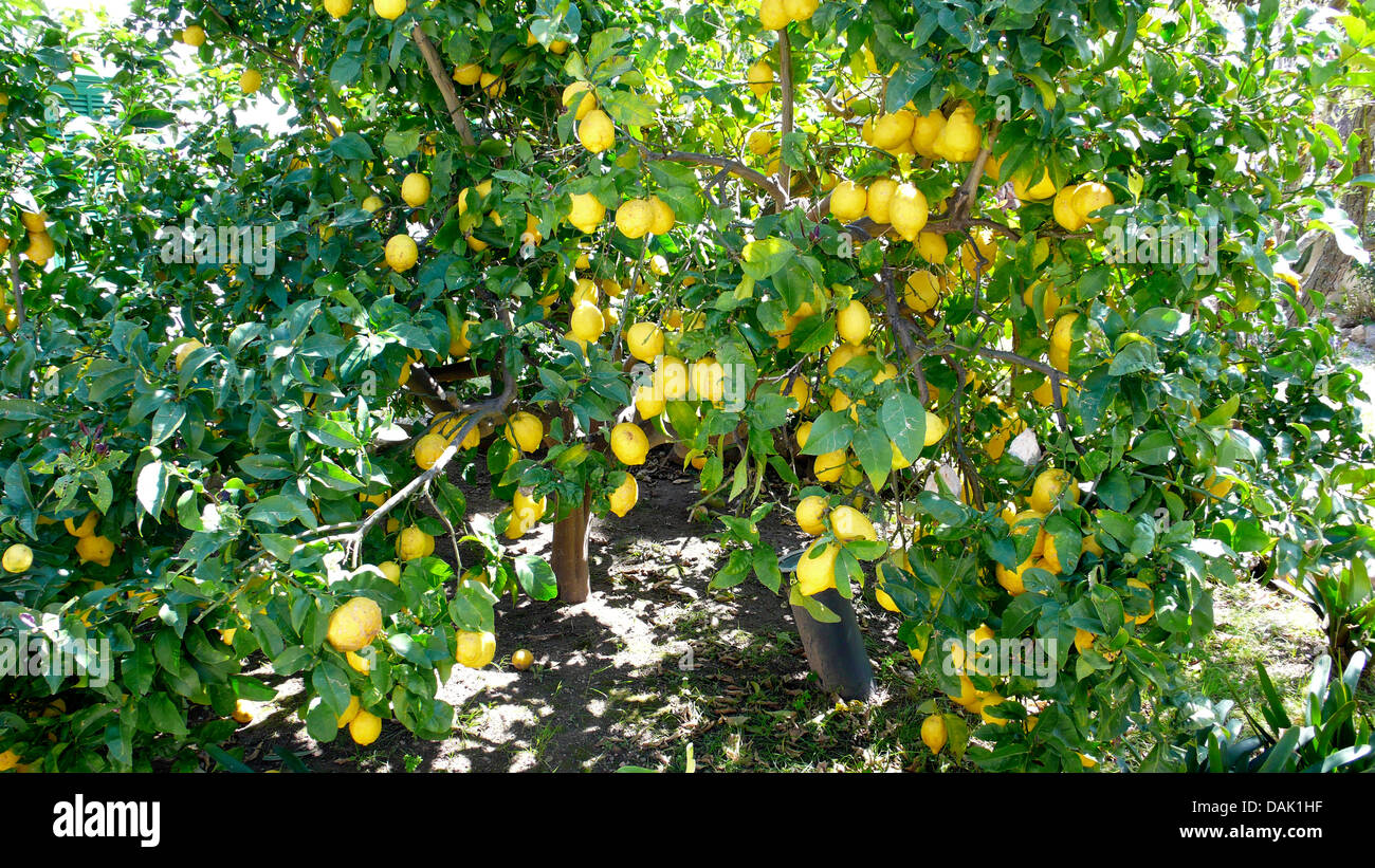 lemon (Citrus limon), lemon tree with mature lemons, Spain, Balearen, Majorca Stock Photo