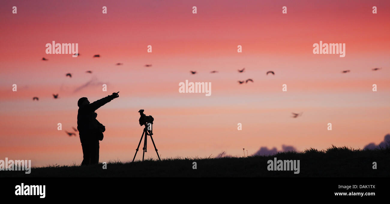 silhouette of a bird watcher, Belgium Stock Photo