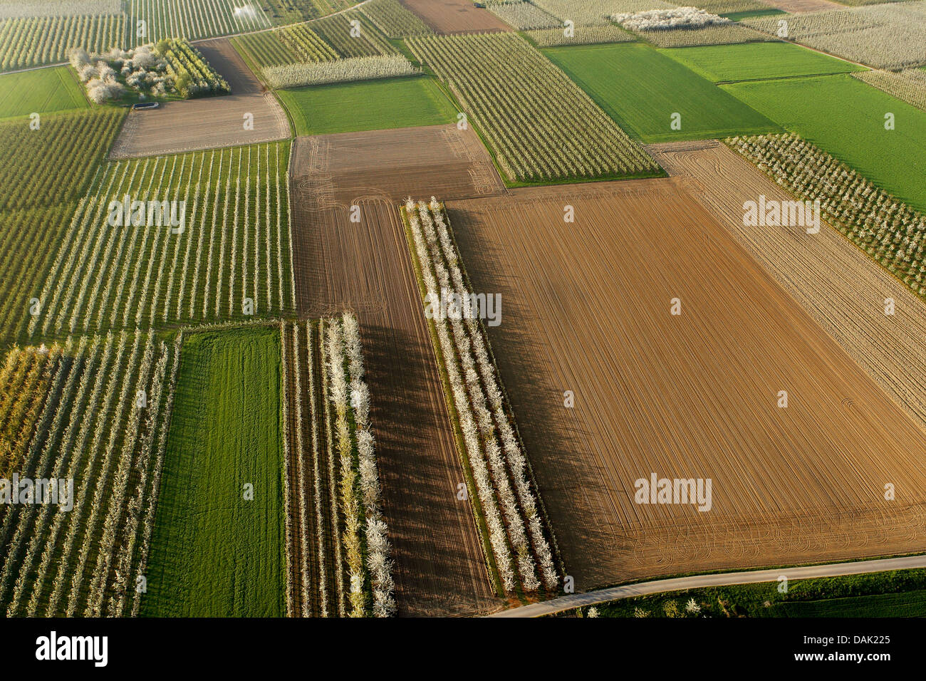 apple tree (Malus domestica), aerial photograph of flowering fruit tree orchard, Belgium, Limburg, Haspengouw Stock Photo