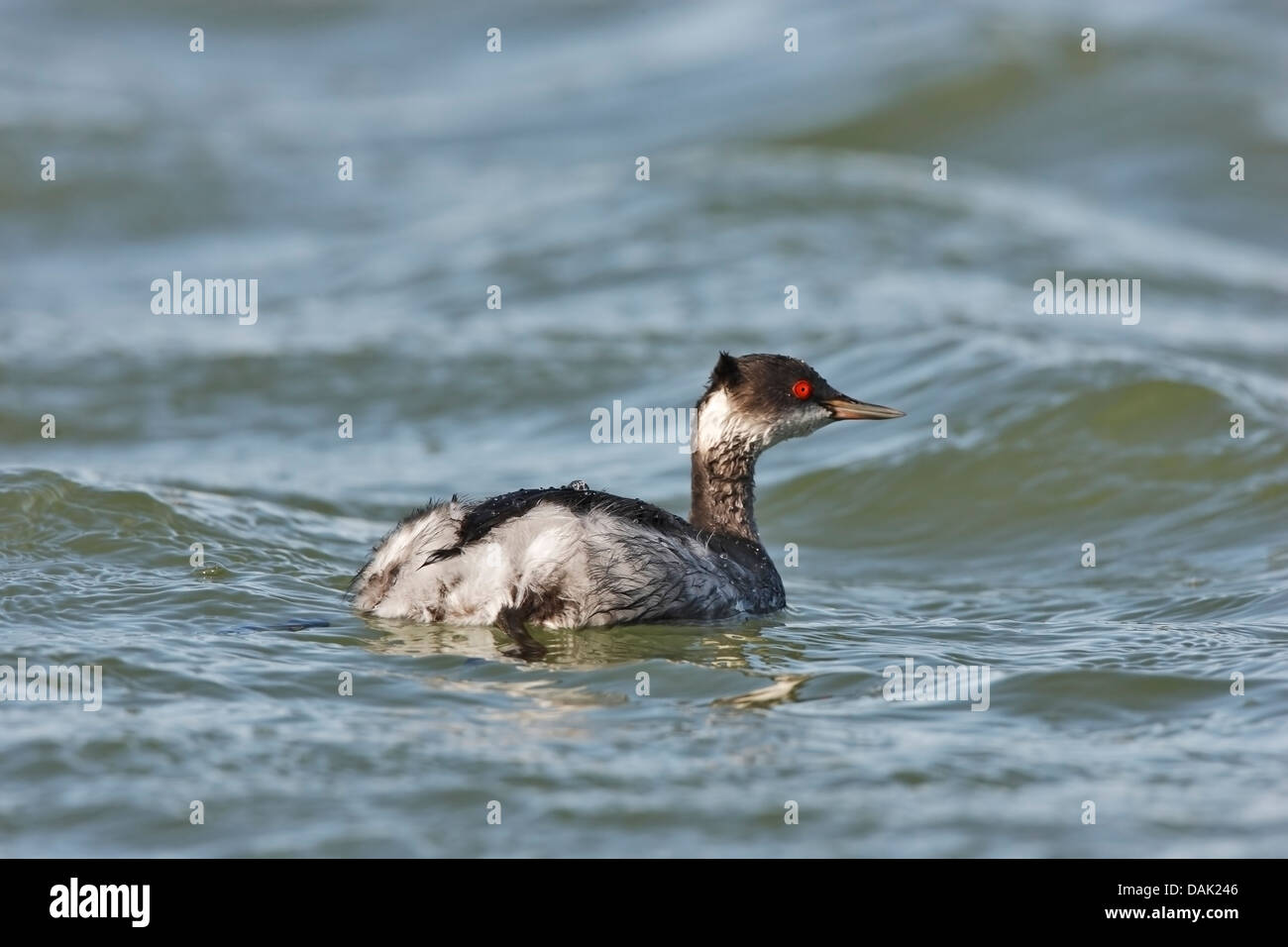 black-necked grebe (Podiceps nigricollis) adult in winter plumage swimming on water, Spain, Europe Stock Photo