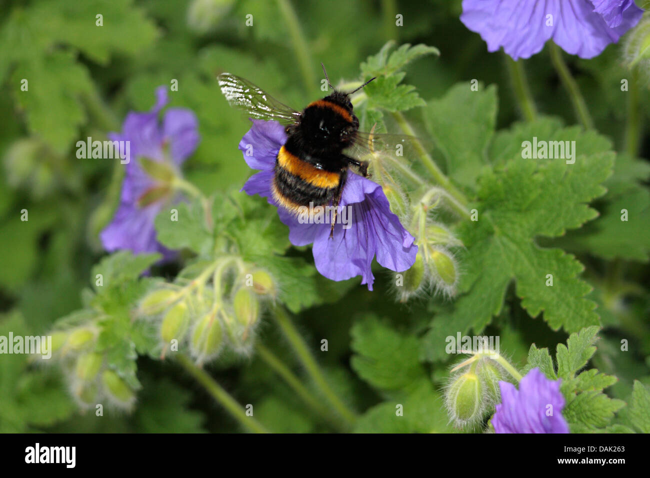 Spring Rider Bumblebee, Nectar