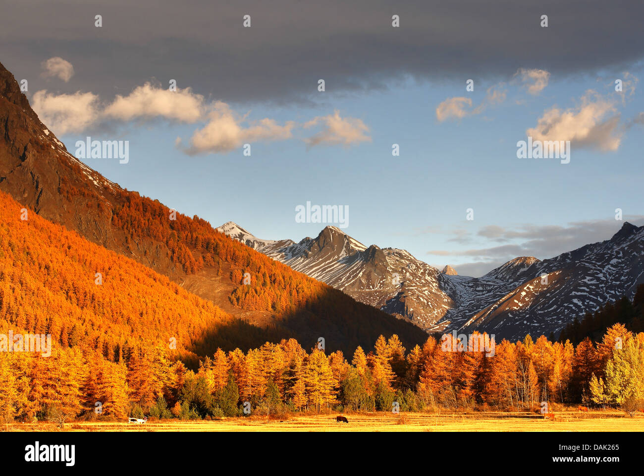 common larch, European larch (Larix decidua, Larix europaea), forests in autumn colouration at the slopes of the Col d'Arsine, France Stock Photo