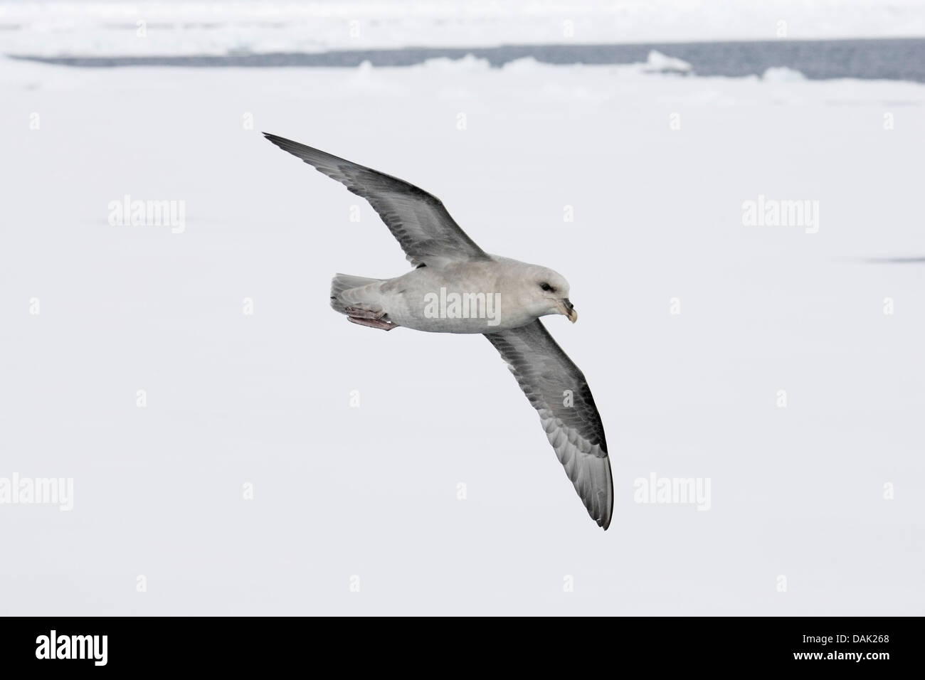 northern fulmar (Fulmarus glacialis), adult blue phase, flying over sea ice, Spitzbergen, Svalbard, Norway, Arctic Stock Photo