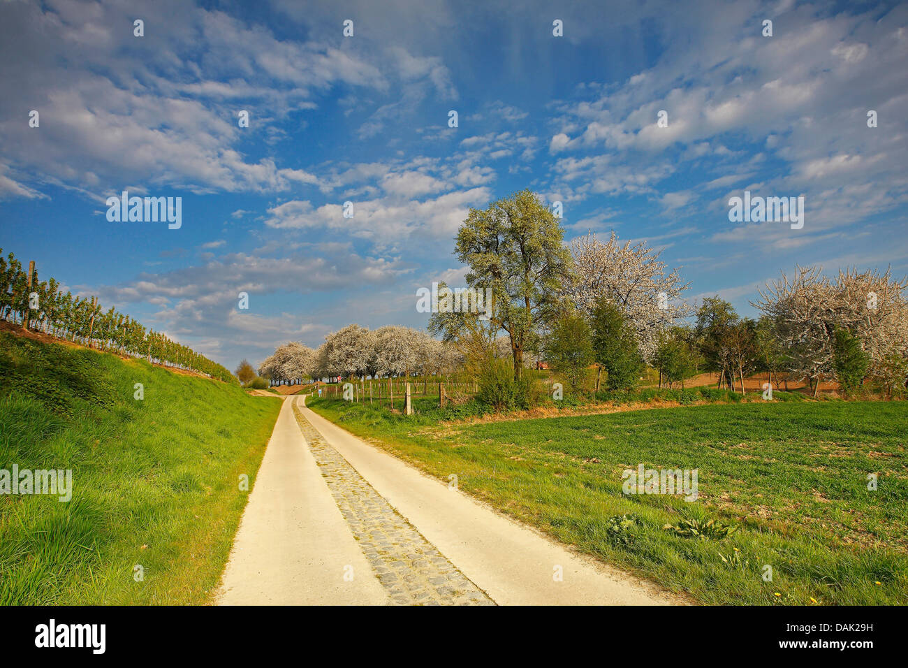 field path and blooming meadow orchards, Belgium, Limburg, Haspengouw Stock Photo