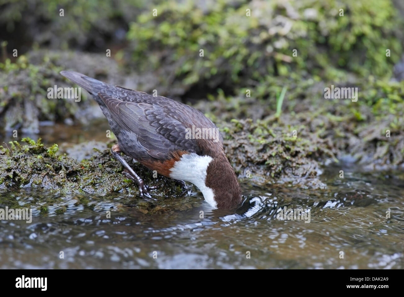 white-throated dipper (Cinclus cinclus) adult feeding with head in water in stream, Derbyshire, England, United Kingdom, Europe Stock Photo