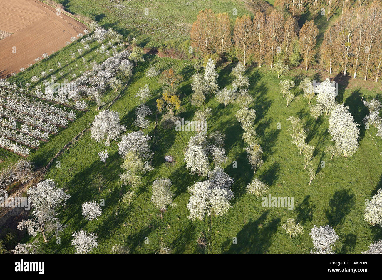 apple orchard and cherry orchard, Belgium Stock Photo
