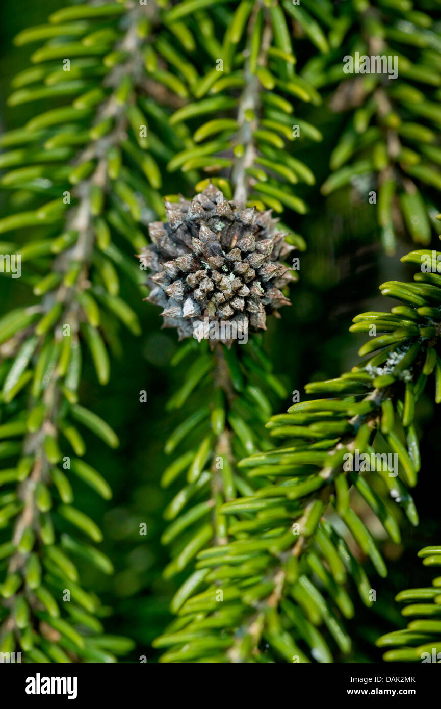 Priental Spruce (Picea orientalis), branch top infected by an insect Stock Photo