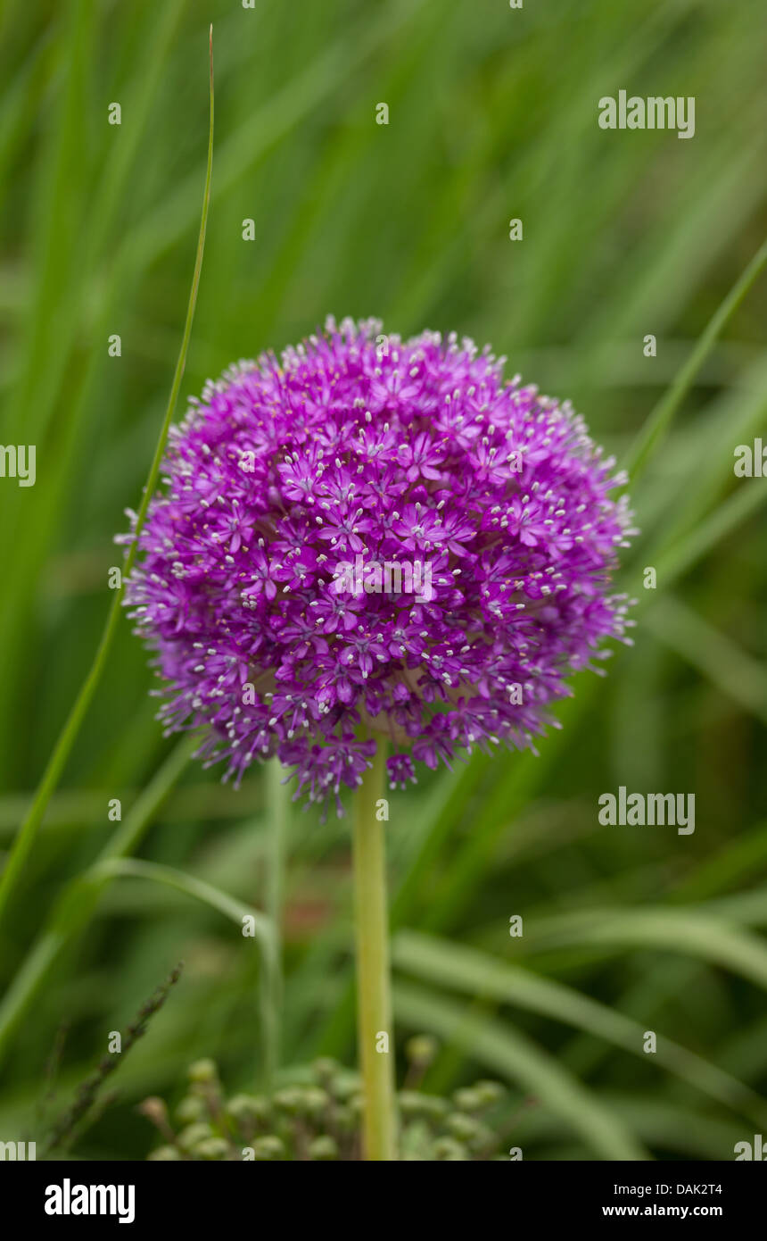 Single purple Allium flower against grass background Stock Photo