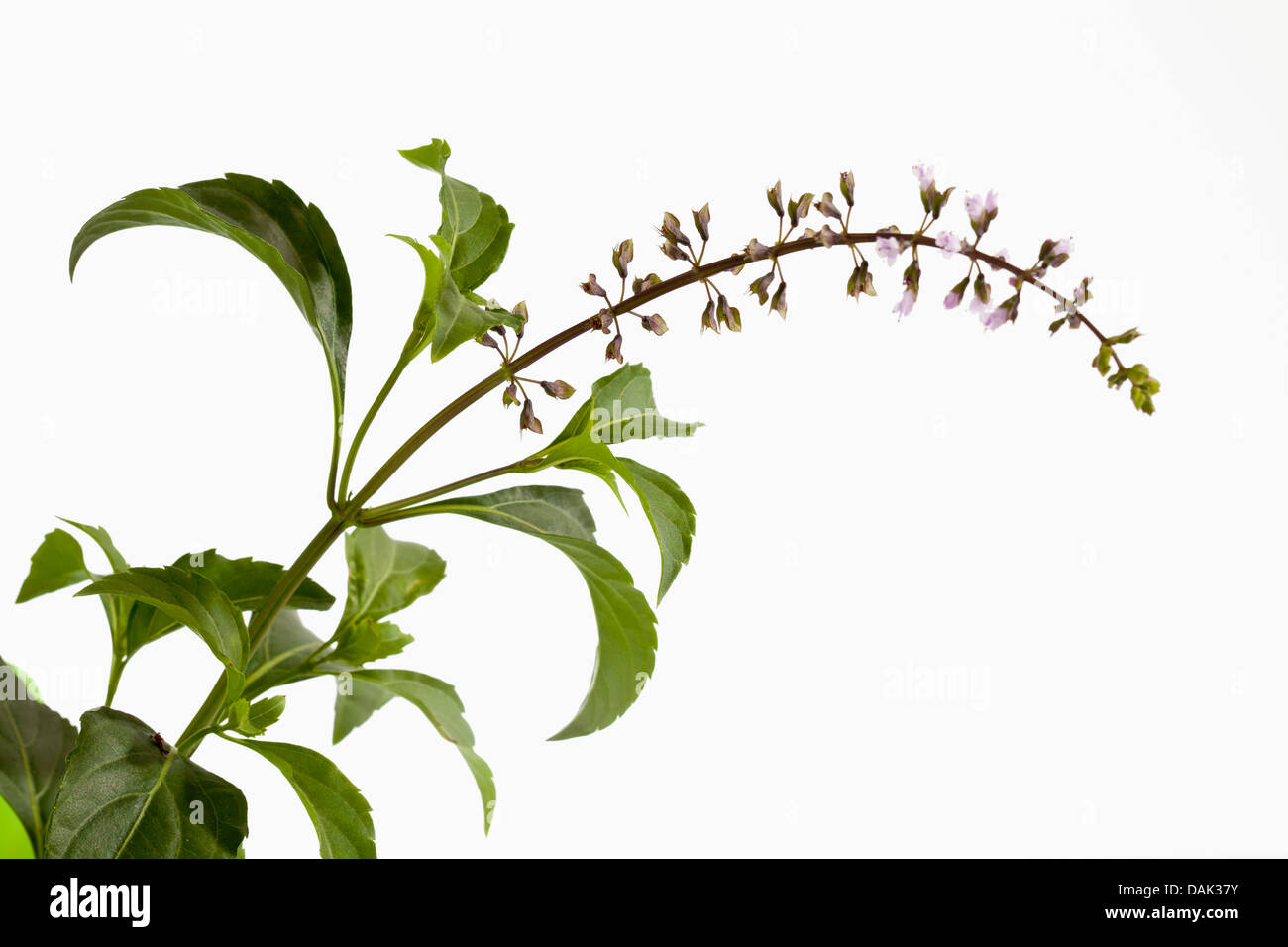 Basil herb against white background, close up Stock Photo Alamy