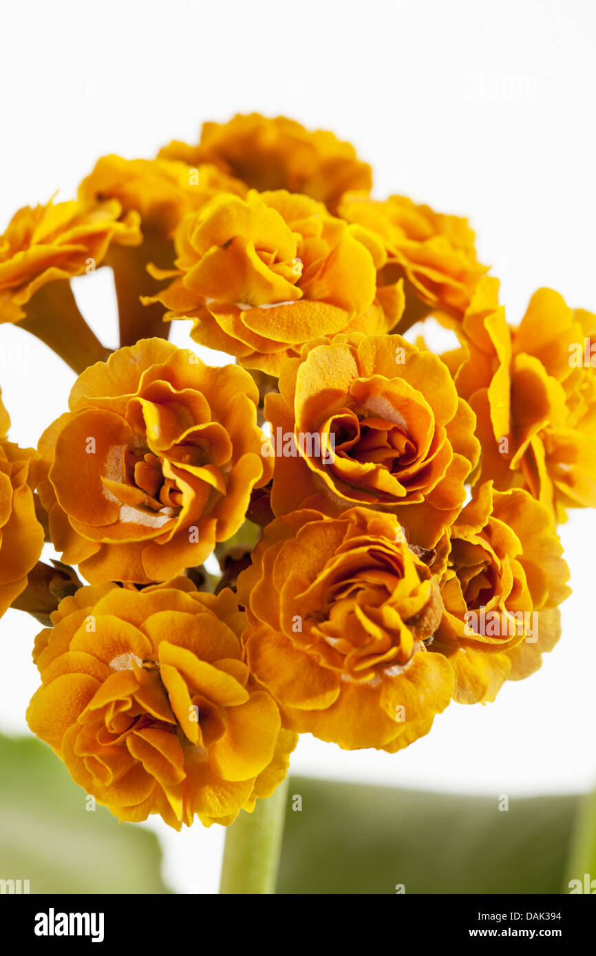 Primula auricula flowers, close up Stock Photo