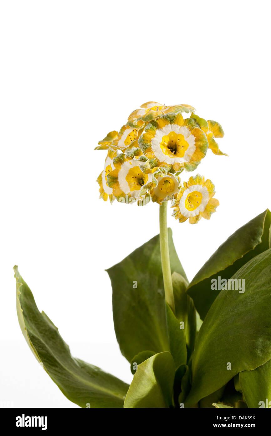 Primula auricula flowers against white background, close up Stock Photo