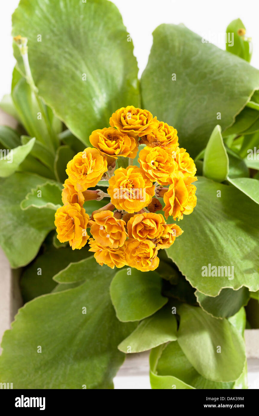 Primula auricula flowers, close up Stock Photo