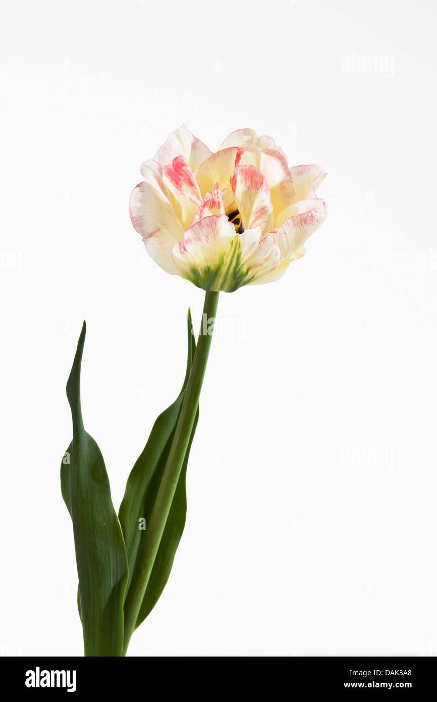 White tulip flower against white background, close up Stock Photo - Alamy