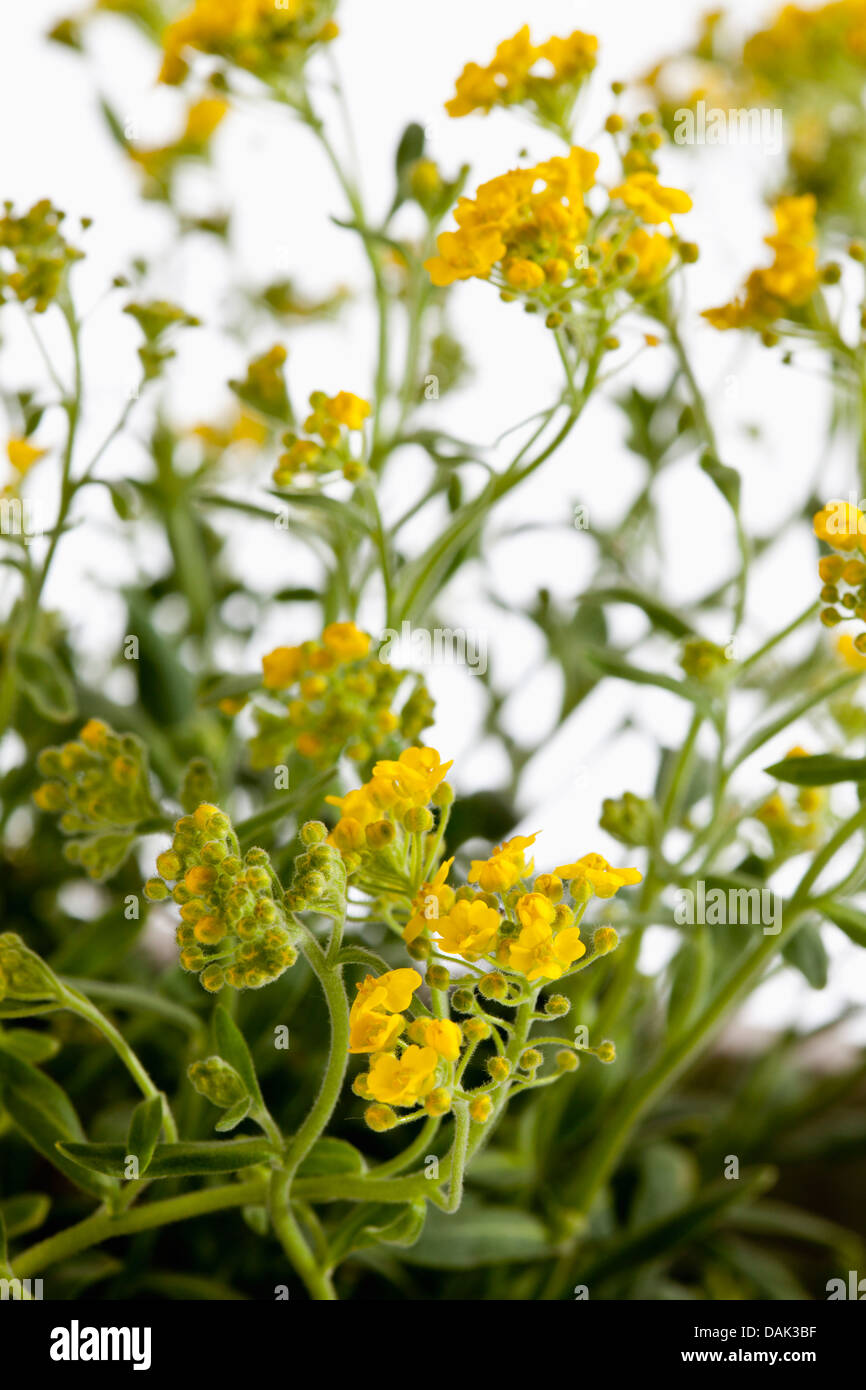 Mountain alyssum flowers against white background, close up Stock Photo ...
