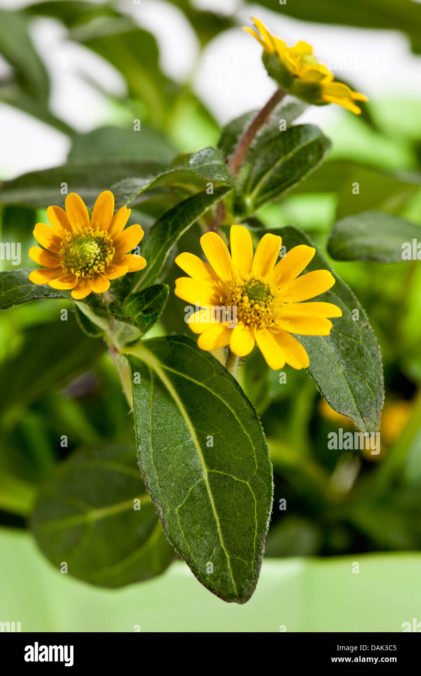 Sanvitalia procumbens flowers, close up Stock Photo