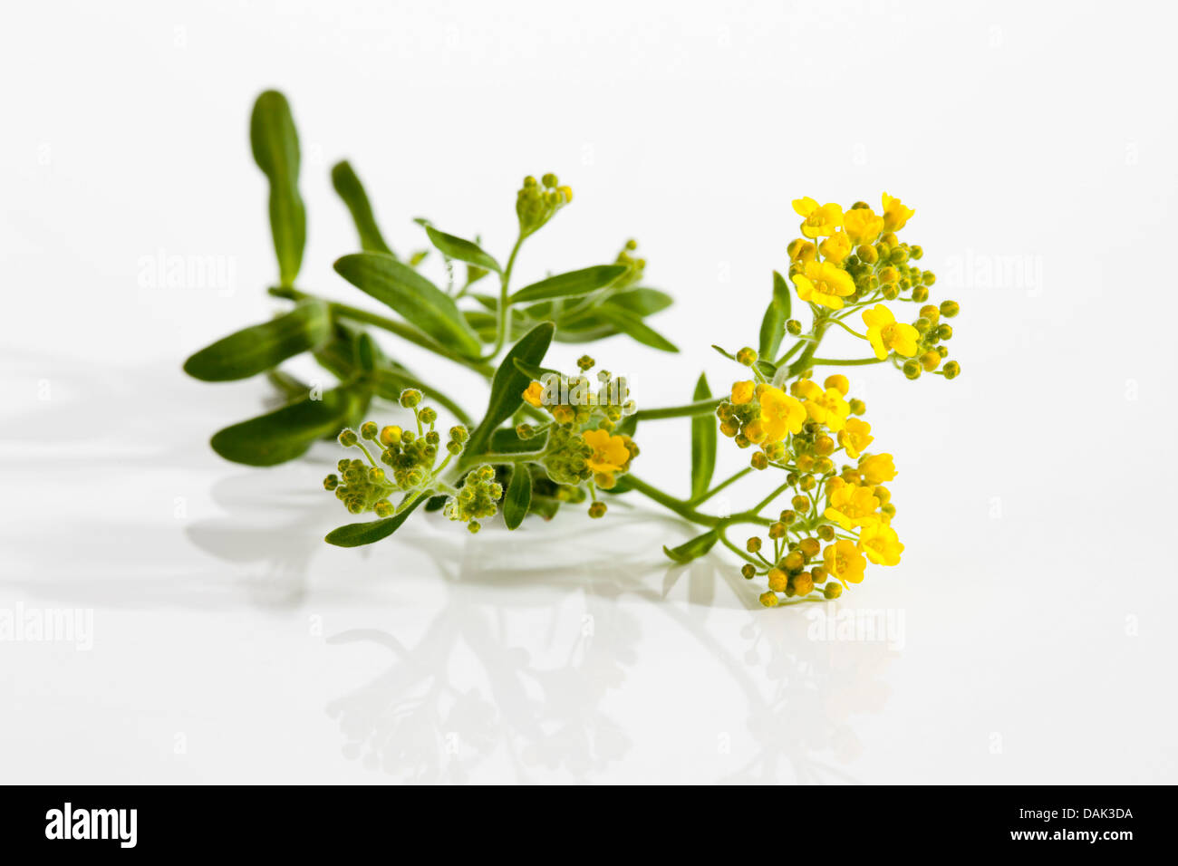 Mountain alyssum flowers on white background, close up Stock Photo - Alamy