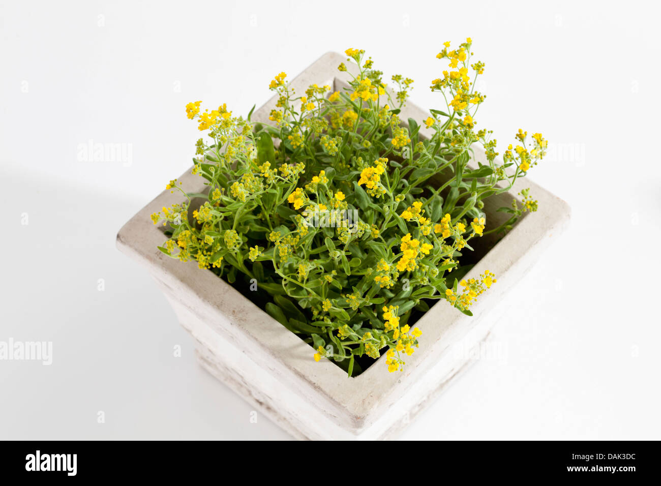Potted plant of mountain alyssum flowers on white background, close up ...