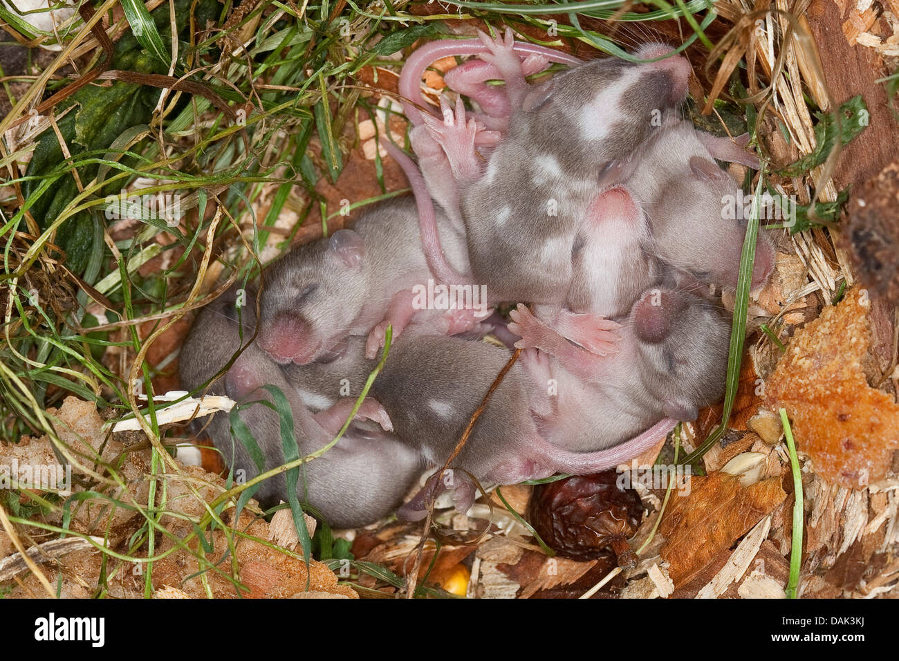 Fancy mouse (Mus musculus f. domestica), young mice in the nest Stock Photo