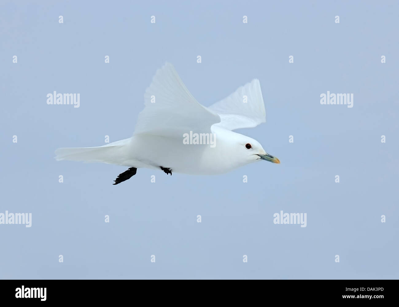 ivory gull (Pagophila eburnea) adult in flight against blue sky, Spitzbergen, Svalbard, Norway, Arctic Stock Photo