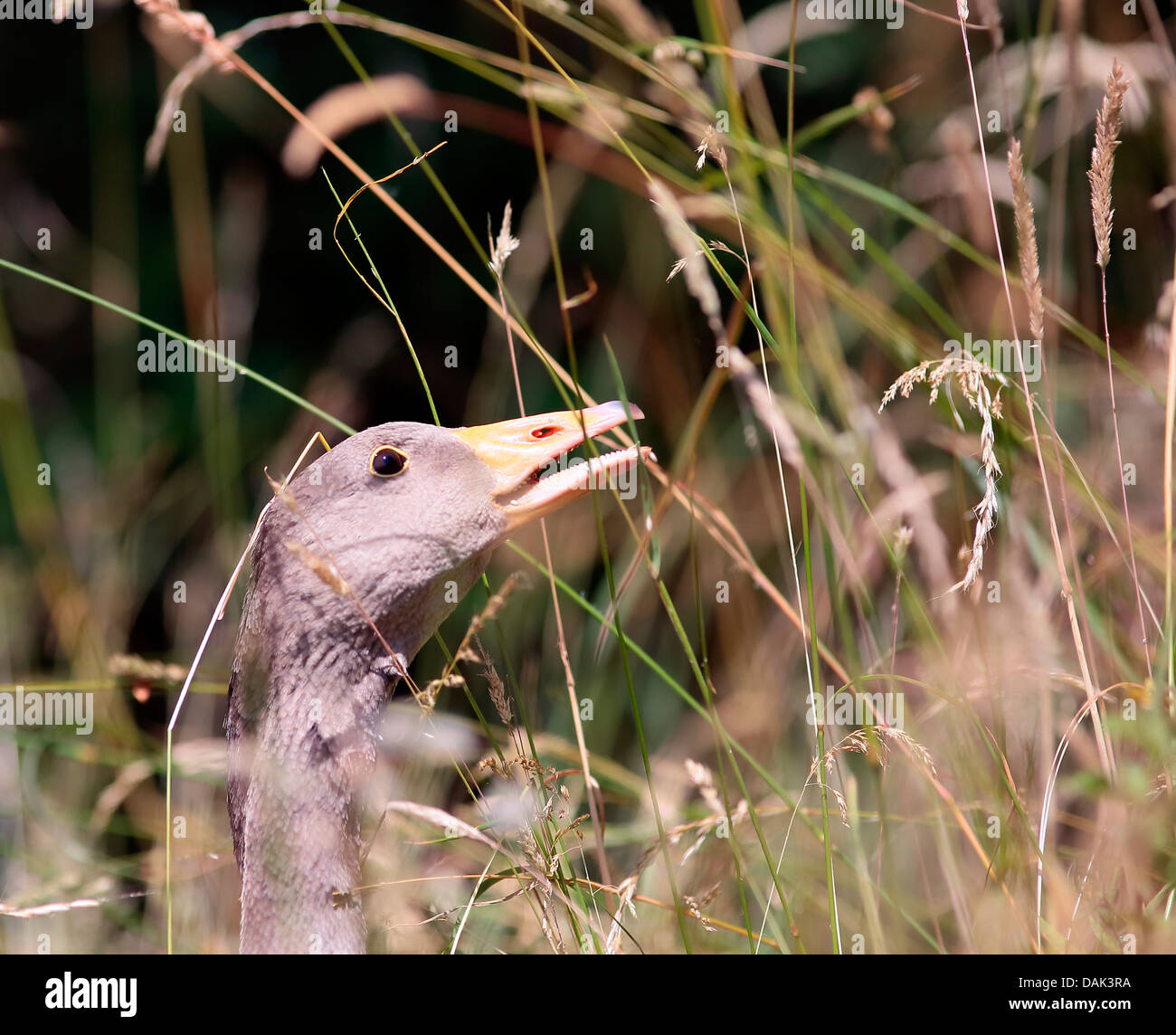 bird eating Stock Photo
