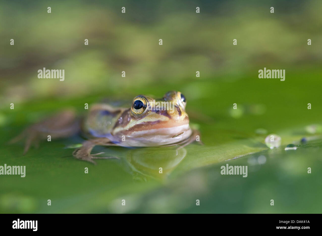 European edible frog, common edible frog (Rana kl. esculenta, Rana esculenta, Pelophylax