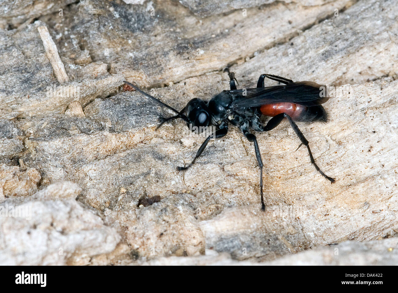 spider-hunting wasp (Arachnospila spec., ), on bark, Germany Stock Photo