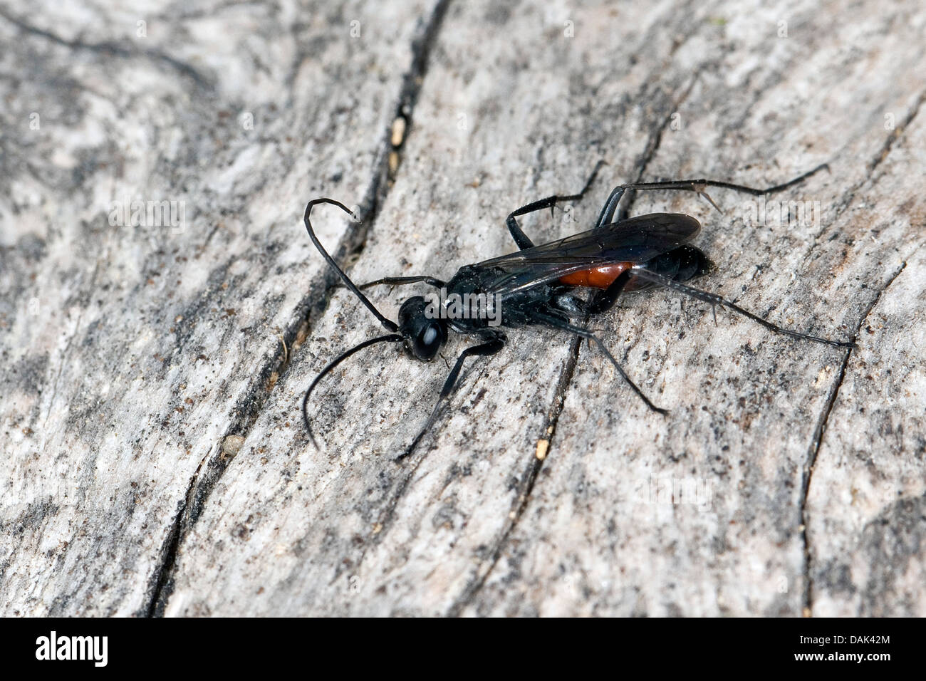 spider-hunting wasp (Arachnospila spec., ), on bark, Germany Stock Photo