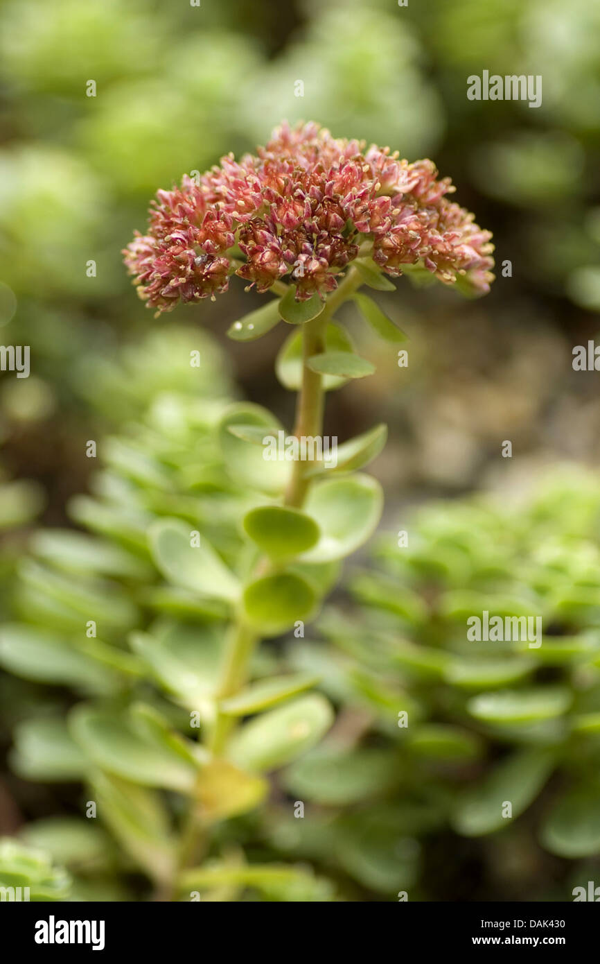 Love Restorer (Sedum anacampseros, Hylotelephium anacampseros), blooming Stock Photo