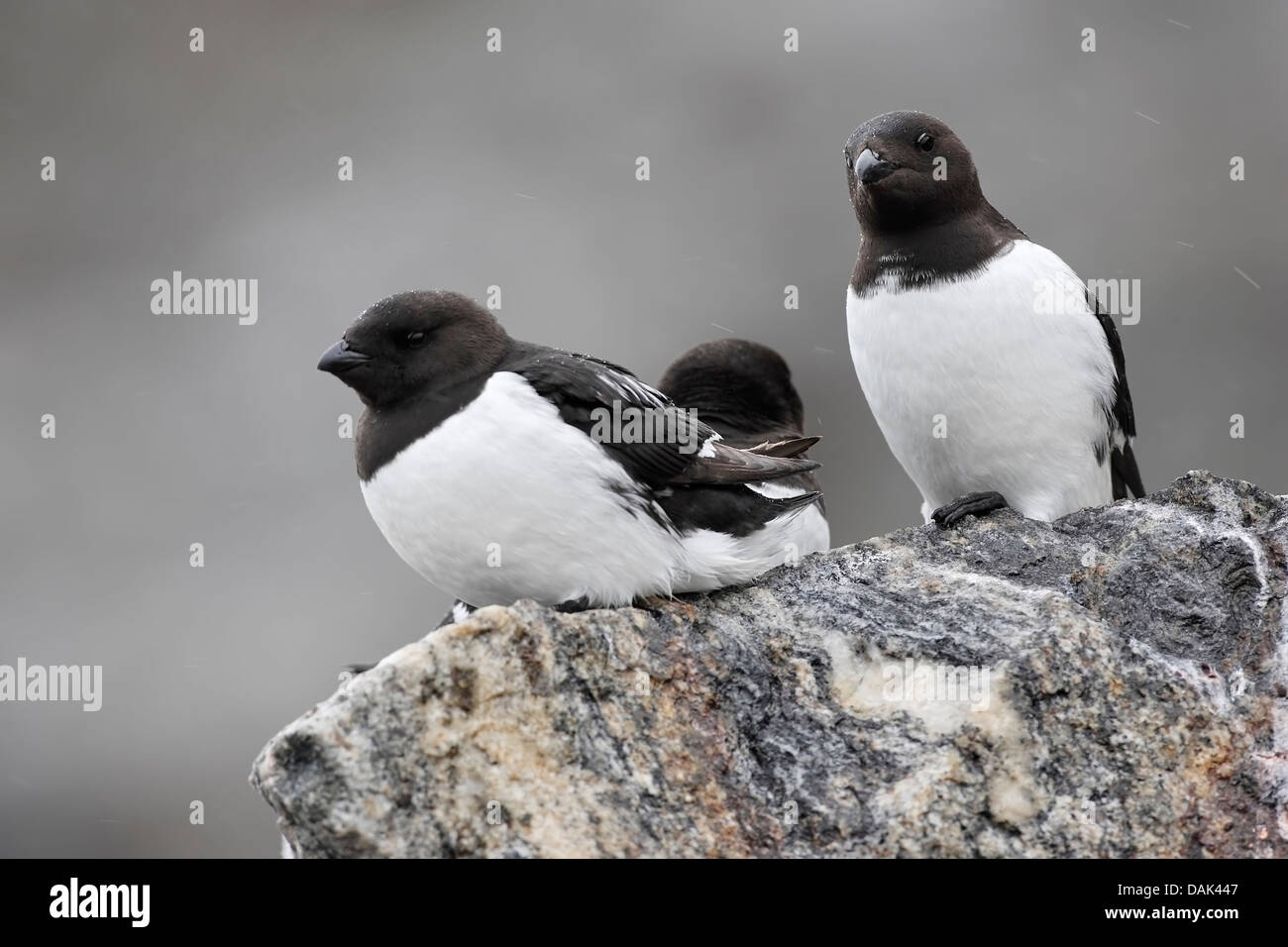 little uuk (Alle alle) group on rocks in rain, Fulglesongen, Spitzbergen, Svalbard, Arctic Stock Photo
