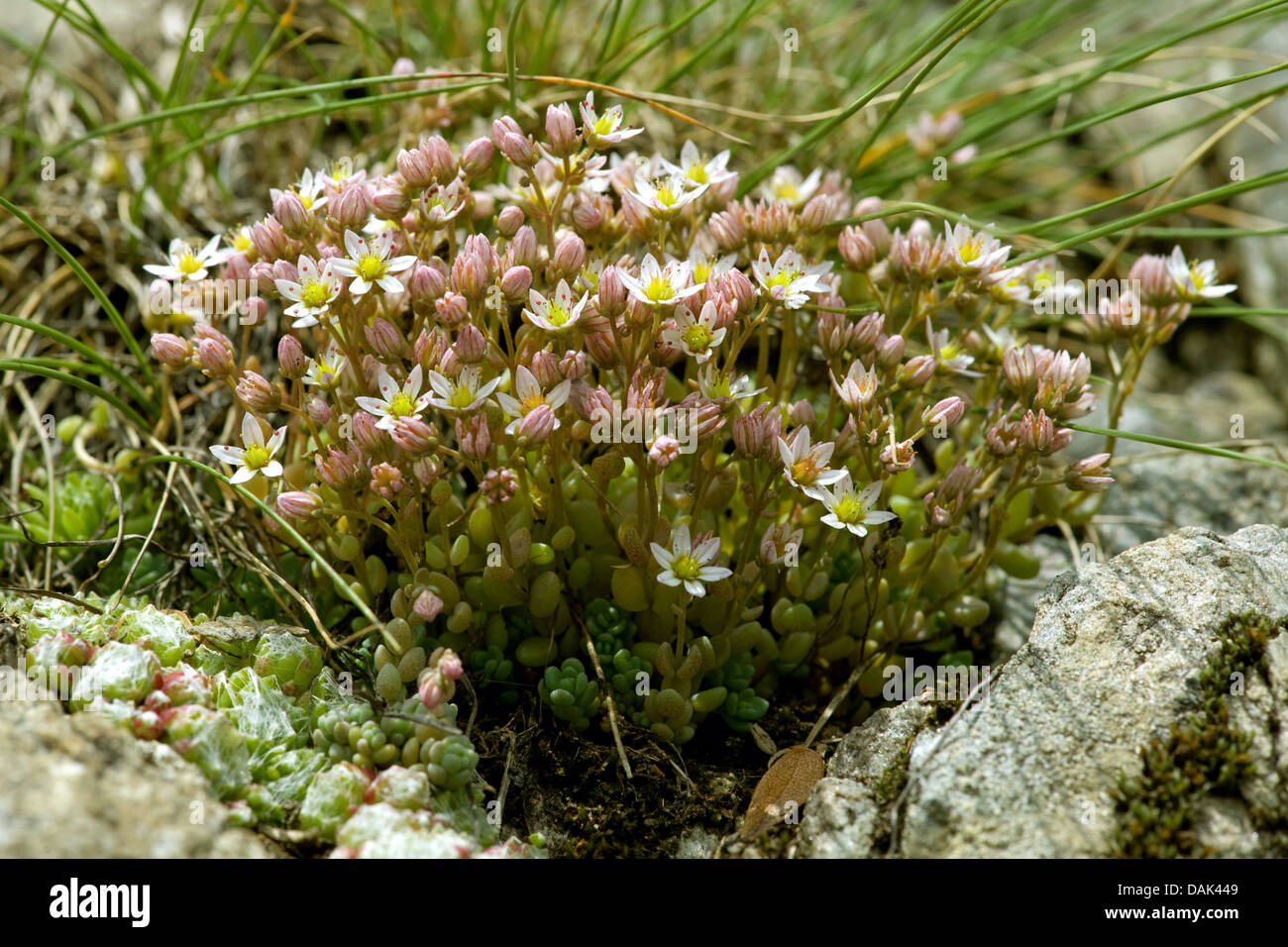 Thick-leaved stonecrop, Corsican Stonecrop (Sedum dasyphyllum), blooming, Switzerland Stock Photo